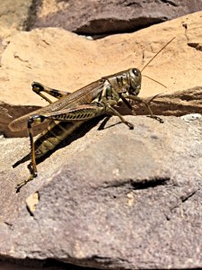 Grasshopper