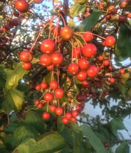 Berries in the fall.